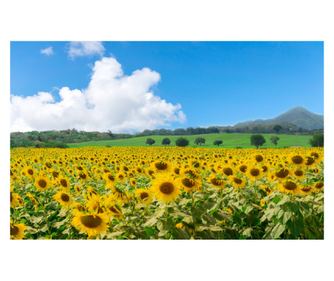 Samoljepljiva i periva tapeta za zid Natura79, 300 x 200 cm