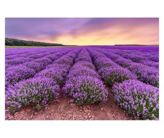 Fototapeta za zid samoljepljiva i periva Flori27, 300 x 200 cm