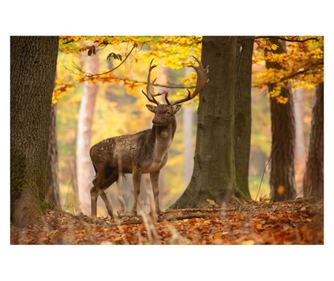 Samolepilna in pralna stenska fototapeta Animal32 Jelen, 350 x 250 cm