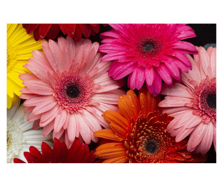 Тапет Цветя158 Многоцветни гербери 250 х 150 см