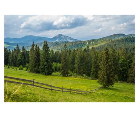 Тапет Natura155 Ливади и ели, 200 х 150 см