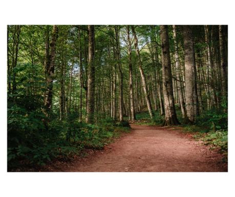 Тапет Forest63 с пътека 200 х 150 см