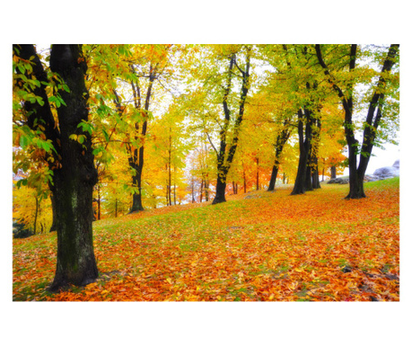 Фототапет Forest69 есен, 200 х 150 см
