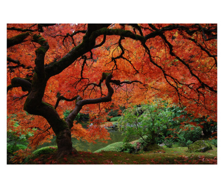 Fotótapéta Tüzes levelű fa, Japánkert, 250 x 150 cm