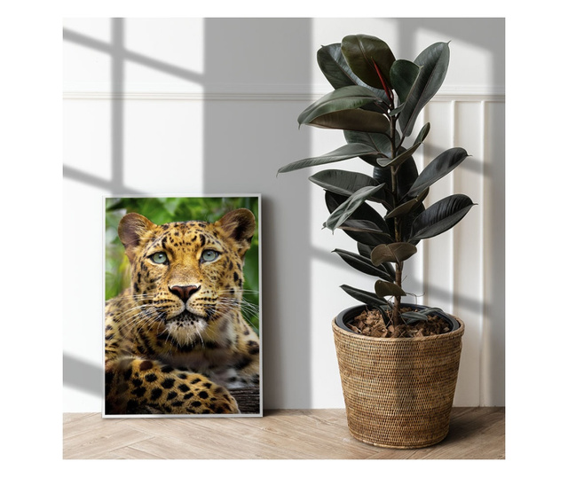 Plakat w ramce, Amur Leopard, 21 x 30 cm, biała ramka