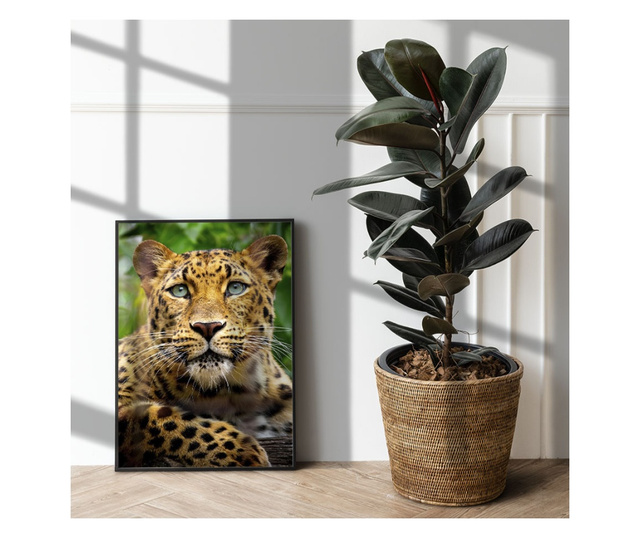 Plakat w ramce, Amur Leopard, 60x40 cm, czarna ramka