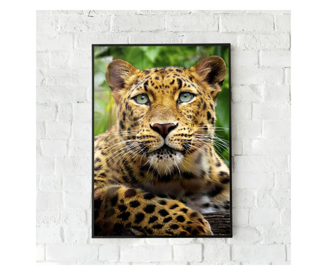 Plakat w ramce, Amur Leopard, 60x40 cm, czarna ramka