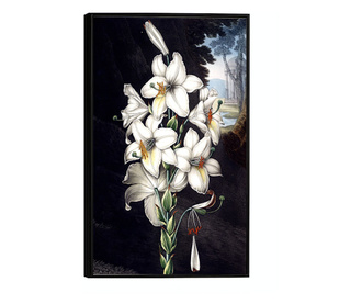 Plakat w ramce, Ancient Flower, 42 x 30 cm, czarna ramka
