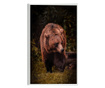Plakat w ramce, Brown Bear, 80x60 cm, biała ramka