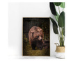 Plakat w ramce, Brown Bear, 80x60 cm, złota rama