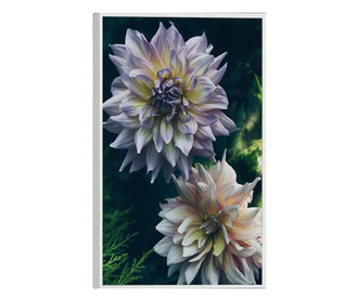 Uokvireni Plakati, Dahlia Flowers, 42 x 30 cm, Bijeli okvir