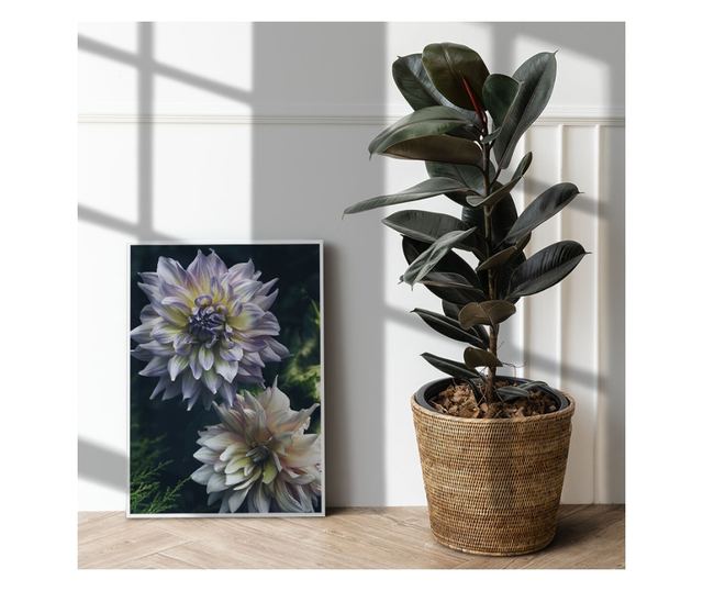Uokvireni Plakati, Dahlia Flowers, 60x40 cm, Bijeli okvir