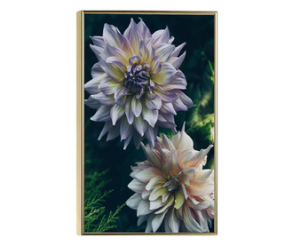Uokvireni Plakati, Dahlia Flowers, 21 x 30 cm, Zlatni okvir