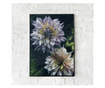 Uokvireni Plakati, Dahlia Flowers, 80x60 cm, Črn okvir