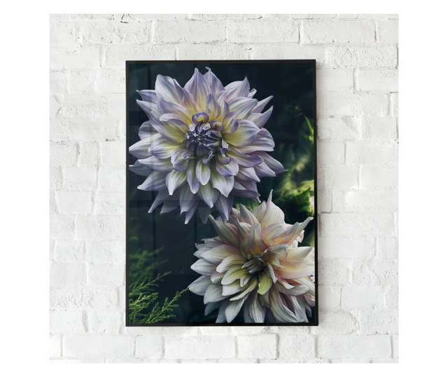 Uokvireni Plakati, Dahlia Flowers, 80x60 cm, Črn okvir