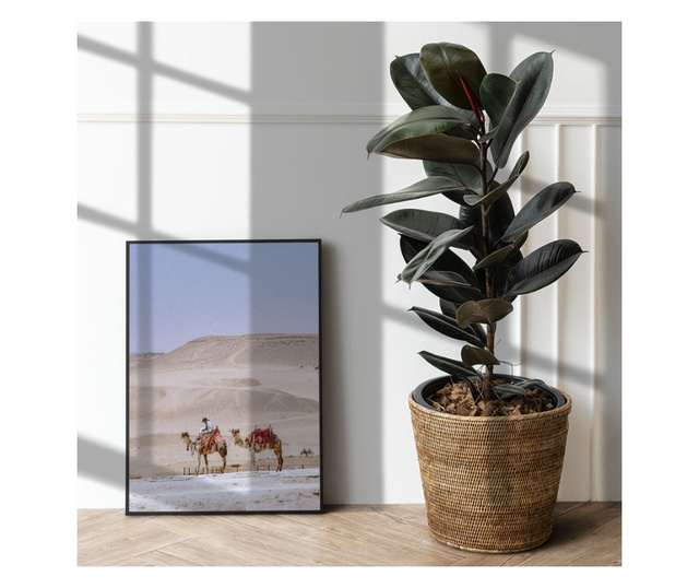 Uokvireni Plakati, Desert Camel, 80x60 cm, Črn okvir