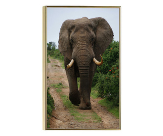 Uokvireni Plakati, Elephant Safari, 50x 70 cm, Zlatni okvir