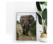 Uokvireni Plakati, Elephant Safari, 60x40 cm, Zlatni okvir