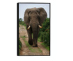 Uokvireni Plakati, Elephant Safari, 42 x 30 cm, Črn okvir