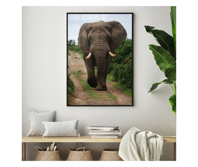 Uokvireni Plakati, Elephant Safari, 50x 70 cm, Črn okvir