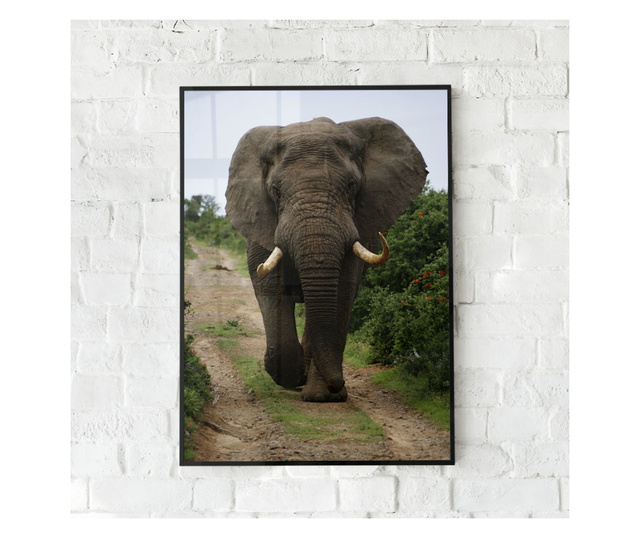 Uokvireni Plakati, Elephant Safari, 80x60 cm, Črn okvir
