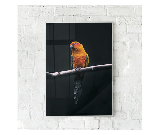 Uokvireni Plakati, Fire Parrot, 80x60 cm, Bijeli okvir