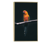 Uokvireni Plakati, Fire Parrot, 50x 70 cm, Zlatni okvir