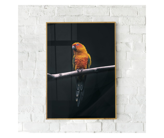 Uokvireni Plakati, Fire Parrot, 42 x 30 cm, Zlatni okvir