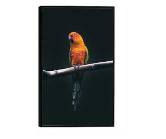 Uokvireni Plakati, Fire Parrot, 80x60 cm, Črn okvir