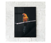 Uokvireni Plakati, Fire Parrot, 50x 70 cm, Črn okvir