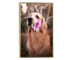 Uokvireni Plakati, Flower Dog, 50x 70 cm, Zlatni okvir