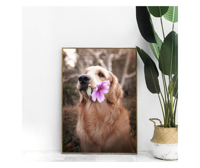 Uokvireni Plakati, Flower Dog, 50x 70 cm, Zlatni okvir