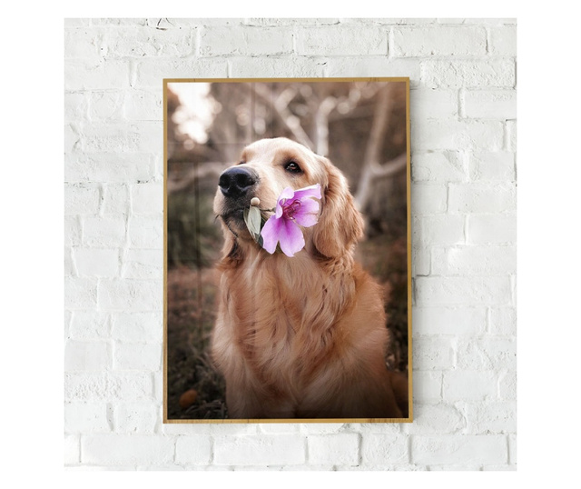 Uokvireni Plakati, Flower Dog, 42 x 30 cm, Zlatni okvir