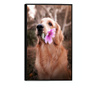 Uokvireni Plakati, Flower Dog, 60x40 cm, Črn okvir