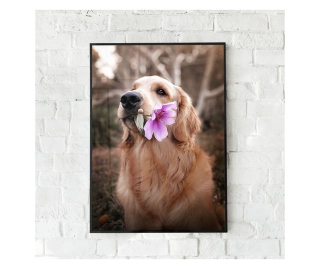 Uokvireni Plakati, Flower Dog, 42 x 30 cm, Črn okvir