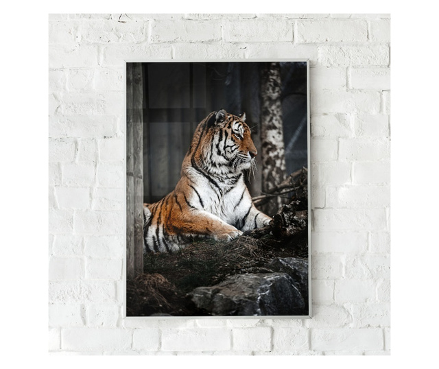 Uokvireni Plakati, Forest Tiger, 50x 70 cm, Bijeli okvir