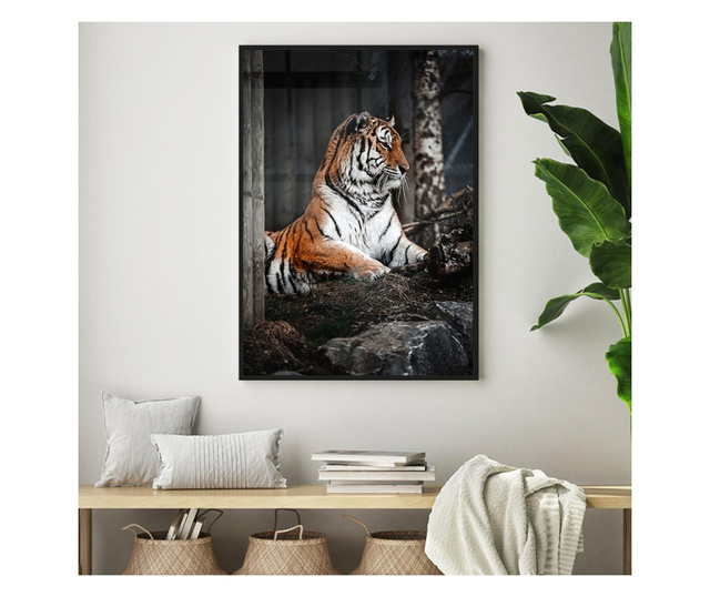 Uokvireni Plakati, Forest Tiger, 50x 70 cm, Črn okvir