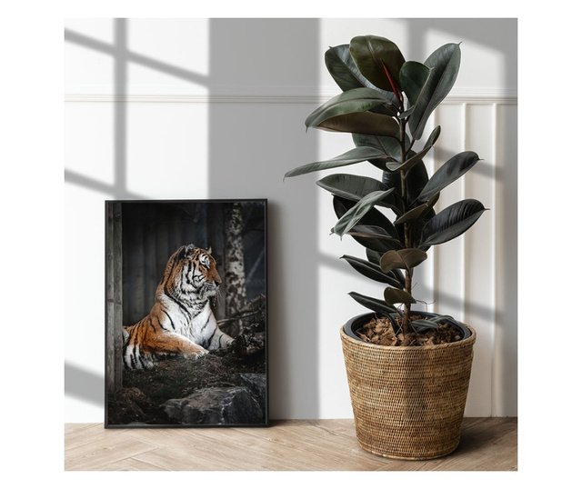Uokvireni Plakati, Forest Tiger, 60x40 cm, Črn okvir