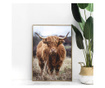 Uokvireni Plakati, Highland Cow, 60x40 cm, Zlatni okvir
