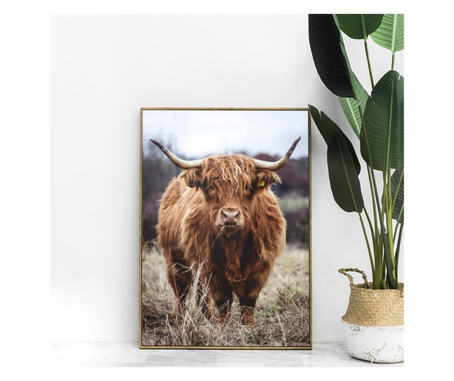 Uokvireni Plakati, Highland Cow, 42 x 30 cm, Zlatni okvir