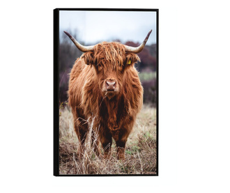 Uokvireni Plakati, Highland Cow, 60x40 cm, Črn okvir