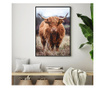 Uokvireni Plakati, Highland Cow, 60x40 cm, Črn okvir