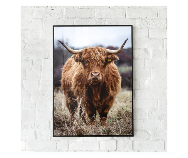 Uokvireni Plakati, Highland Cow, 80x60 cm, Črn okvir