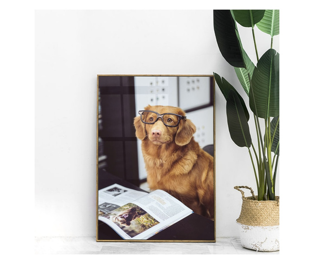 Plakat w ramce, Learning Dog, 42 x 30 cm, złota rama