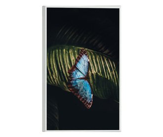 Uokvireni Plakati, Light Blue Butterfly, 21 x 30 cm, Bijeli okvir