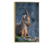 Plakat w ramce, Mountain Goat, 42 x 30 cm, złota rama
