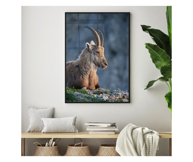 Plakat w ramce, Mountain Goat, 50x 70 cm, czarna ramka