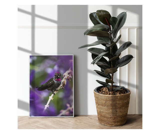 Plakat w ramce, Purple Bird, 60x40 cm, biała ramka