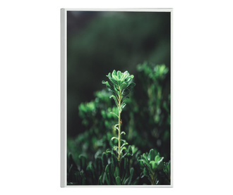 Uokvireni Plakati, Shot Of Nature, 50x 70 cm, Bijeli okvir