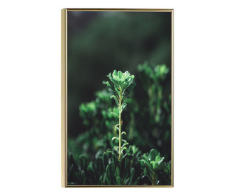 Uokvireni Plakati, Shot Of Nature, 50x 70 cm, Zlatni okvir